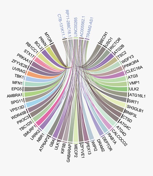 Circus plot between the most connected lncRNAs and genes. The top five most connected lncRNAs are connected with a wide range of genes.
