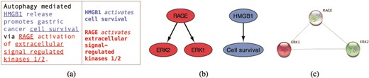 From sentences to scored interactions: (a) example sentence and the corresponding machine reading output; (b) graphical representation of interactions; (c) interactions found between ERK1, ERK2 and RAGE by STRING.