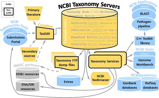 Summarized flow of NCBI Taxonomy information.