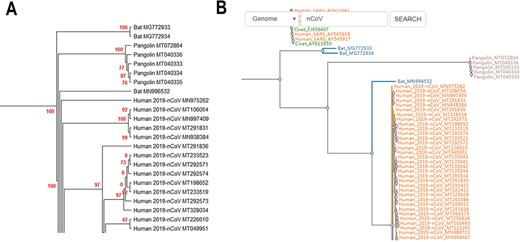 (A) Partial display of the phylogenetic tree built by all coronavirus genomes documented in CoVdb. Red numbers are marginal likelihoods. (B) Snapshot showing that users can search a strain by name in a phylogenetic tree. Both A and B center on the split of Bat_MN996532 and 2019-nCoV (SARS-CoV-2).