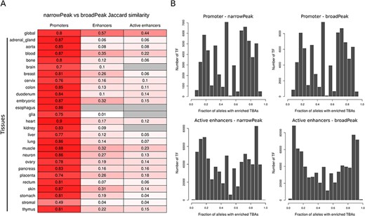 (A) Jaccard similarity of CREs derived from narrow versus broad peak data. Similarity is shown for global and tissue CRE promoters, enhancers and active enhancers. Intensity of red color is proportional to the similarity index, while gray color indicates no comparison available. (B) Distribution of the number of TF presenting a specific enrichment fraction across 1000 Genomes Project common alleles for CRE promoters and active enhancers. Since the majority of TFs present a TBA enrichment fraction equal to 1, only TFs with TBA enrichment fraction <1 are depicted in the distribution.
