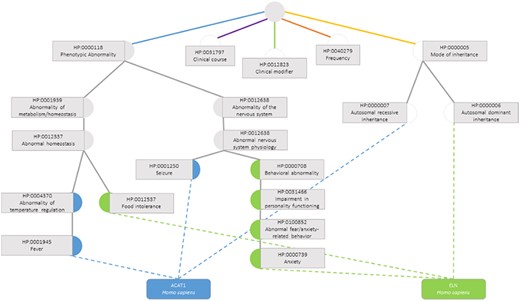 Semantic similarity inside the Phenotypic Abnormality sub-ontology in the Human Phenotype Ontology between the genes ACAT1 and ELN. Blue circles are classes that only annotate gene ACAT1, green circles are terms that only annotate gene ELN, grey circles are classes that annotate both genes and white circles are classes whose annotations are discarded due to not belonging to the Phenotypic Abnormality sub-ontology.