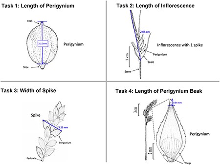 The four measuring tasks used in the Shared Experiment. Illustrations modified from the Carex treatments in the Flora of North America, Volume 23, pp. 389, 560, 457 and 357. Illustrations by Susan Reznicek (23).