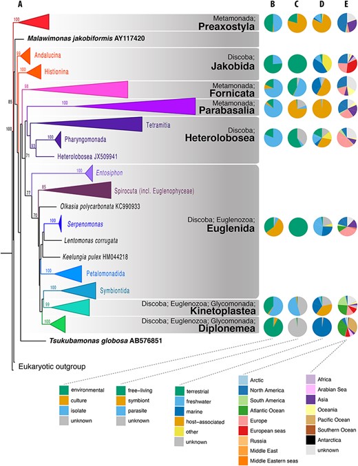 Phylogenetic and compositional overview of the Excavata EukRef databases. (A) Maximum likelihood phylogenetic tree of SSU sequences in the Excavata database. Monophyletic clusters corresponding to deep-level taxa within the Excavata were collapsed at their common ancestral nodes when strongly supported by bootstrapping. The tree was constructed using a GTRCAT nucleotide substitution model. Bootstrap values are shown at nodes with at least 70% support. (B–E) Pie charts showing the proportion of sequences for metadata categories for each Excavata database. (B) Source of the organism from which the SSU sequence was derived. ‘Environmental’ indicates sequences obtained from the DNA of bulk environmental samples. ‘Culture’ indicates sequences obtained from organisms grown in culture and in culture collections. ‘Isolate’ indicates sequences obtained from organisms isolated from the environment, either as single cells or in enrichments, but not from established cultures (C) Biotic relationship of the organism. Symbiont consists of organisms with mutualist or commensal relationships, (D) Environment from which the organism was sampled, (E) Geographical location of sampled environment.