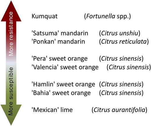 Citrus genotypes resistance and susceptibility scale to citrus canker A. ‘More resistant’ indicates that a citrus genotype is more resistant to citrus canker disease, as well as ‘More susceptible’ indicates that a citrus genotype is less resistant to citrus canker disease.