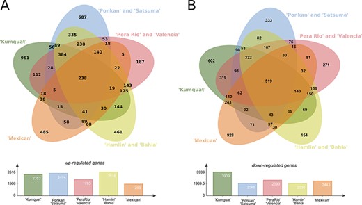 Differentially expressed genes (DEGs) present in the eight citrus genotypes considering the three analysed time stages (24, 48 and 72 h) post  X. citri  inoculation. (A) Upper panel, Venn diagram with the Up-regulated transcripts; Lower panel, total number of DEGs for each analysed genotype group. (B) Upper panel, venn diagram with the Down-regulated transcripts; Lower panel, total number of DEGs for each analysed genotype group.