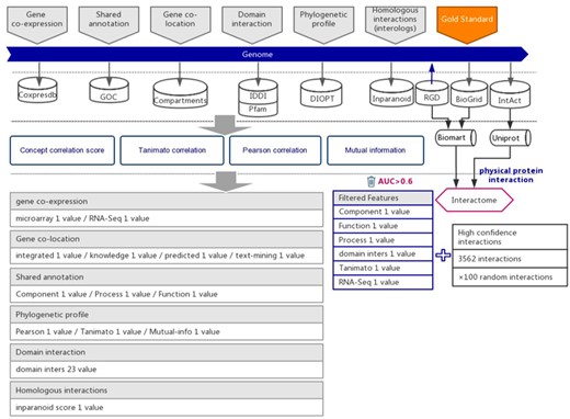 The workflow diagram for the influence of functional interactions between rat genes. The training dataset consisted of high-quality experimental confirmed protein interactions from three databases that were used as positive examples. Random gene pairs that did not overlap with positive examples were used as negative examples. The positive to negative ratio was 1:100. Six types of functional association evidence were collected from 10 databases. Six high-quality feature values were selected from 36 feature values that characterize the functional association evidence with different mathematical representations.
