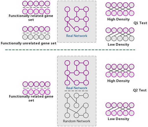 The GSLA algorithm. GSLA uses two hypothesis tests to identify biologically significant functional associations between gene sets. Q1 evaluates whether the intergene-set interaction density between two gene sets is higher than that between random gene pairs. Q2 evaluates whether the dense functional interactions between gene sets can only be observed within the correct network, rather than random interactomes.
