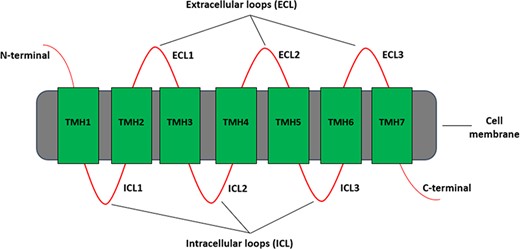 Different regions of a typical GPCR molecule. GPCR consists of a single polypeptide chain of amino acids folded into seven transmembrane helices (TMH1–7) between an extracellular N-terminal and an intracellular C-terminal. The seven transmembrane helices are connected by three extracellular loops (ECL1–3) and three intracellular loops (ICL1–3).