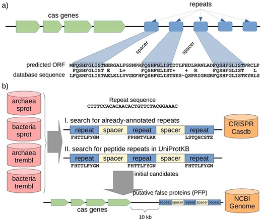 Structure of a CRISPR-Cas locus and its appearance when it is translated, and protocol to discover misannotated CRISPR sequences in protein databases. (a) A CRISPR-Cas locus includes a series of cas protein-coding genes followed by short nucleotide repeats surrounding heterogeneous sequences of a similar length called spacers. When a CRISPR sequence is erroneously translated, the corresponding amino acid sequence could present repeats separated by uniform spacers, and this protein would show similarity of 50% (centered in the repeat region) with other spurious proteins. (b) Searching for putative spurious sequences originating from translated CRISPR in four subsets of the UniProtKB protein database. The first approach (I) consisted in searching for translations of repeat sequences from the CRISPRCasdb database separated by putative spacers. The second approach (II) consisted in searching for amino acid repeats separated by putative spacers directly in the protein sequences. Finally, the initial candidates from the two approaches were mapped to their corresponding genomic sequences, and cas genes were searched within 10 kb around the candidate (see Methods for details). Proteins with both, repeats and cas genes nearby, are expected to be originating from the translation of spurious ORFs from CRISPR sequences, so called putative false proteins (PFP). Note that the first approach can take into account three different peptide sequences (drawn from the three possible reading frames of the nucleotide repeat sequence), while the second approach can only take into account one peptide sequence for all the possible repeats but can potentially discover new CRISPR repeats other than those already-annotated in the CRISPR database.