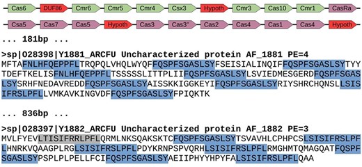 Genomic region of Archaeoglobus fulgidus with several spurious CRISPR sequences (AE000782.1: 1 671 367–1 694 202). This region contains a cluster of cas genes for CRISPR-Cas system class III-B (green color), followed by another cluster of genes for CRISPR-Cas system class I-A (purple color). They appear next to two spurious proteins with repeats arisen from three different reading frames. Red color shows uncharacterized or hypothetical proteins inside the cas clusters. Repeats are highlighted in blue color, with one of them in gray color because it represents a degenerated sequence. The distance between elements is shown in bp, and proteins from Swiss-Prot show the accession number, the identifier, the functional annotation (Uncharacterized protein), the gene name and the protein existence (PE), which represents the evidence that supports the existence of the protein (4 = protein predicted, and 3 = protein inferred from homology).