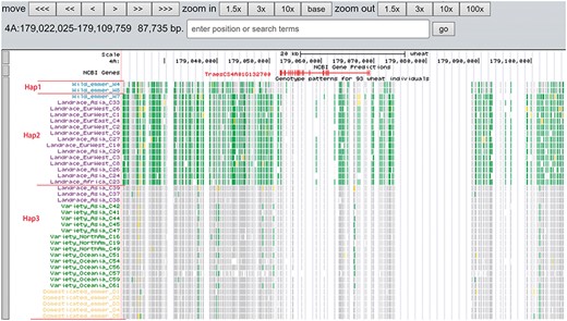 Three haplotypes (Hap1, Hap2 and Hap3) for gene TraesCS4A01G132700 region among wild emmer, domesticated emmer, landrace and variety based on the genotype pattern with homozygous reference in gray, heterozygous variant in yellow and homozygous variant in green.