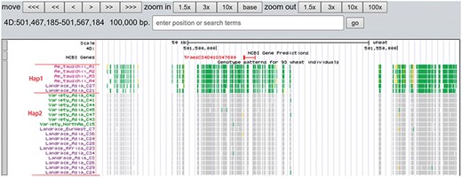 Two haplotypes (Hap1 and Hap2) for gene TraesCS4D01G347800 region among Ae. tauschii, landrace and variety based on the genotype pattern with homozygous reference in gray, heterozygous variant in yellow and homozygous variant in green.