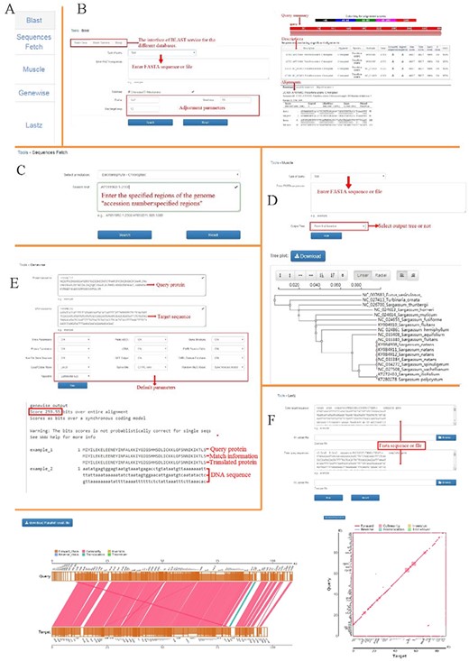 Functional genomics tools in OGDA. (A) Overview of genomics tools provided in OGDA. (B) Operation interface and results of BLAST tool. (C) An example of Sequences Fetch input interface. (D) Use MUSCLE to perform sequence alignment and output a physiological tree based on the maximum likelihood method. (E) Usage and result interpretation of GeneWise tool. (F) An example of genome synteny analysis by LASTZ, parallel and xoy plots are provided in the results.