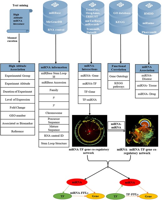 Overview of data collection and annotation in HAHmiR.DB. A comprehensive list of differentially expressed HA-associated human miRNAs was mined from the published literature with its HA-associated information, i.e experimental group, experiment altitude, duration of experiment, level of expression, fold change, GEO accession and association as biomarker. These miRNAs were further enriched with a variety of other information from generic biological databases that includes miRNA sequence–related information, miRNA stem-loop structure, miRNA–network interactions (miRNA–gene, miRNA–TF, TF–miRNA, TF–gene), functional enrichments (Gene Ontology, pathways), miRNA–disease association, miRNA–drug association and miRNA–tissue expression.