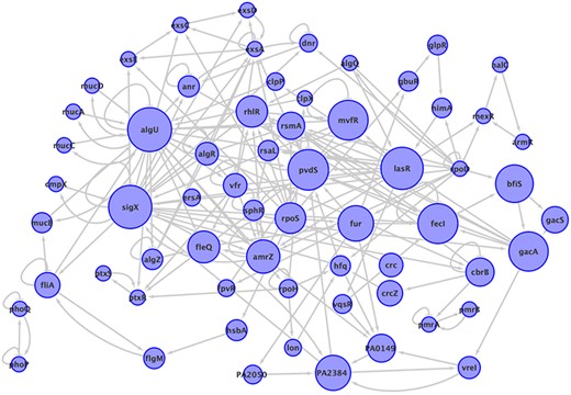 The subnetwork that contains all the elements participating in a cycle in P. aeruginosa network, with all the interactions between them. The size of nodes corresponds to the number of cycles to which the node belongs. Two connected components are shown.