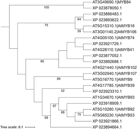 Phylogenetic analysis of selected cork oak and Arabidopsis MYBs TFs related to AtMYB39 and AtMYB92. Amino acid sequences were retrieved from CorkOakDB and TAIR, and multiple alignment of conserved MYB domains was performed using MAFFT v7. Phylogenetic inference was obtained using the Maximum Likelihood method with RAxML v8.2.12. Branch support was obtained by bootstrap analysis (1000 replications) and indicated for specific nodes (bootstrap value >50%).
