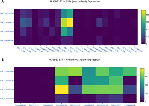 Gene expression analysis for the cork oak MYB39 (LOC112034724) and MYB92 (LOC112033310) orthologues, and two closely related MYB genes (LOC112030452 and LOC112006609) in different BioSamples included in BioProjects PRJEB3237 (A) and PRJEB33874 (B). These BioProjects were selected since they represent different cork oak tissues. BioSamples ERS168264, ERS168263 (upper panel), and ERX3494734 to ERX3494739 were obtained from developing phellem (or cork). BioSample names are hyperlinks to retrieve corresponding metadata.