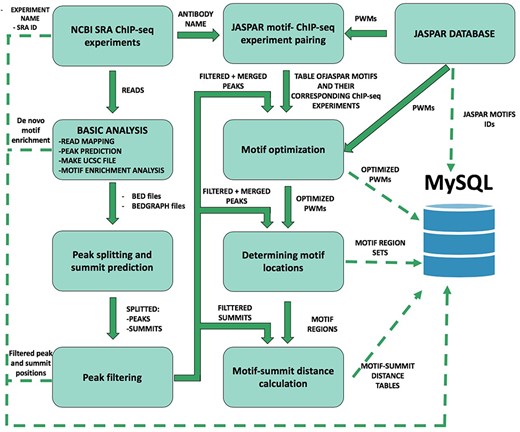 Schematic overview of ChIP-seq data processing and imported content from MySQL. The analysis steps and data conversion are marked with thick arrows. The uploaded results/files are represented with dashed lines. A vast majority of processed data are available on ChIPSummitDB, including the predicted peak regions, optimized JASPAR CORE PWMs, identified TFBSs and calculated protein position information.