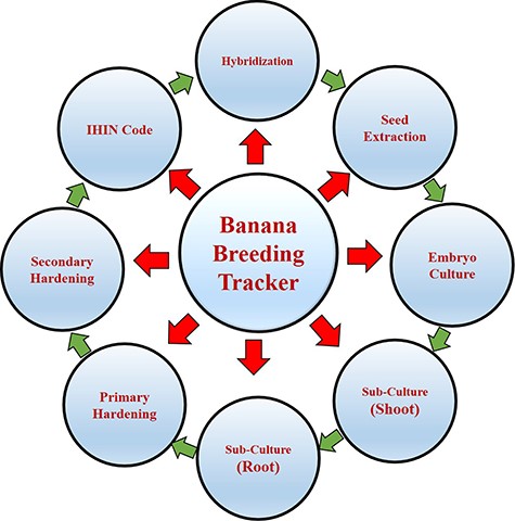 Schematic architecture of BBTbase and breeding stages.
