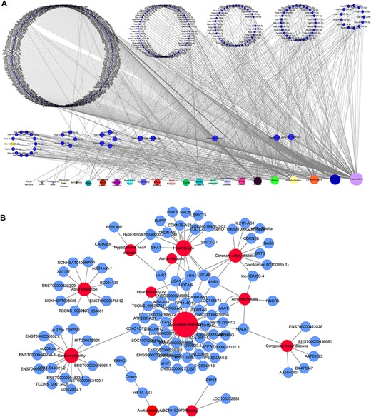 Network distribution of ncRNAs related to CVDs. (A) Overview of the miRNA–CVD network; the bottom row shows the diseases, and the size of the circles is proportional to the number of associated miRNAs. (B) Overview of the lncRNA–CVD network; red circles represent diseases, blue circles are lncRNAs and the size of the circles is proportional to the number of associated lncRNAs.