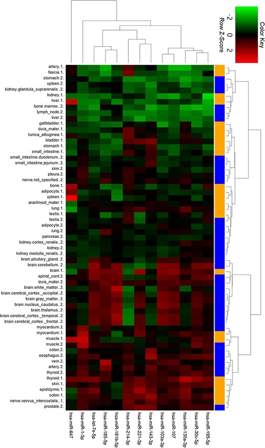 Cluster analysis of miRNA tissue expression profiles in ternary network. The orange and blue codes on the right side represent the tissue samples from two male bodies, i.e., a patient with myeloma and a male under a natural death.