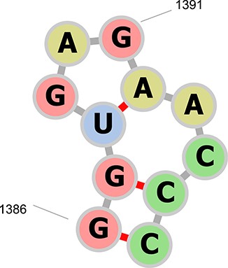 The secondary structure representation of residues A1386–A1396 in PDB ID 1N8R drawn with forna (24). The previous RNA CoSSMos database contained a hairpin of seven nucleotides in residues A1387–A1395, a hairpin of three nucleotides in residues A1388–A1392, and a bulge of two nucleotides in residues A1387–A1388 and A1392–A1395. RNA CoSSMos 2.0 only contains a hairpin of seven nucleotides in residues 1386–1396.