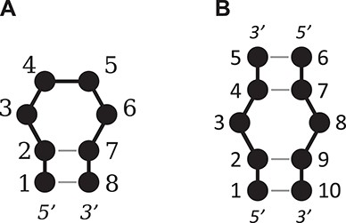An illustration of the numbering system used for (A) a tetraloop and (B) a 1 × 1 nucleotide internal loop.