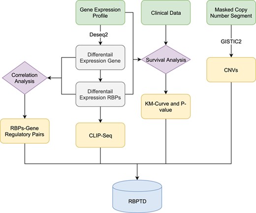 Workflow of RBPTD development. Expression profiles, prognostic information and copy number variation (CNV) data were downloaded from The Cancer Genome Atlas (TCGA). To find the cancer-related RBPs, we used the DESeq2 package in the R software environment to analyse differentially expressed genes (DEGs), and the survival package of R software was used for survival analysis. To reveal the causes of abnormality of dysregulated RBPs, the genomic identification of significant targets in cancer (GISTIC) was used for CNV analysis. We also predicted the function of RBPs by CLIP-Seq experimental data and co-expression analysis. Finally, we then developed a database using the obtained RNA binding protein (RBP) results.