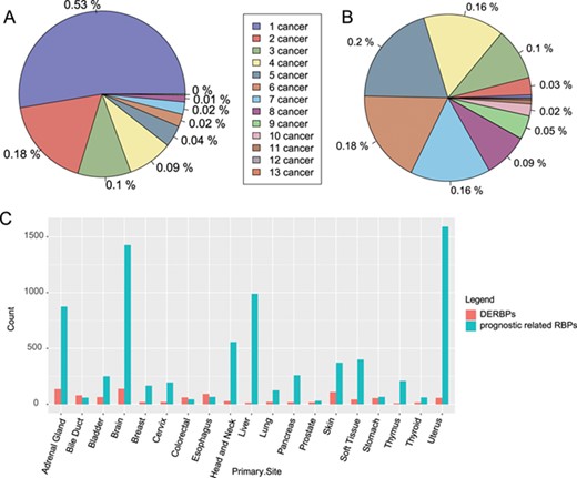 Distribution of RBPs among cancers. (A) Distribution of significantly differentially expressed RBPs among cancers. (B) Distribution of RBPs with significant prognostic value among caners. (C) Count of DERBPs and RBPs with prognostic values in cancers. The number ahead of cancer means the number of cancers with the same RBPs. DERBPs = differentially expressed RBPs.