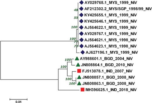 Phylogenetic tree showing the relationship of 15 NiV complete genomes employing Neighbor-joining method.