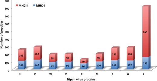 Chart displaying the number of MHC-I and -II binders from different proteins.