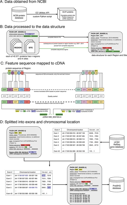 The process of protein domain mapping to human genome. (A) Data obtained from NCBI—data were downloaded about all proteins and stored into data structure for further analysis. (B) Data processed to the data structure—during this step, we record each protein domain with its subsequence and complete information. (C) Feature sequence mapped to cDNA—in this step, the protein subsequence is translated into a DNA sequence. A matching sequence in cDNA is then found and compared to a translated sequence to give a match. (D) Data split into exons and chromosomal location was assigned—some domains cover more than one exon, and in this step, using the UCSC gene database, we identify the chromosome location of every exon that codes to the domain. Then, the completed record is stored in the Prot2HG database.
