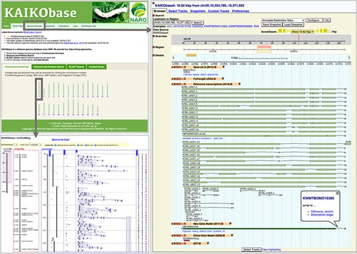 Webpages of KAIKObase. Top left: the homepage of KAIKObase, where genetic maps, keyword and sequence search, lists of curated genes, as well as the link to the genome browser, are available; bottom left: genetic map with markers and BAC sequences; right: the page of genome browser with an example of predicted, curated and transcribed sequences from fibroin heavy chain.