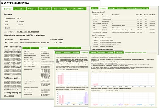An example of description page. The information of chromosomal positions, nucleotide and amino acid sequences, functional annotations, orthologs and expression patterns [original transcripts per million (TPM) values and log10 conversion of TPM values with an offset of 1] are shown.