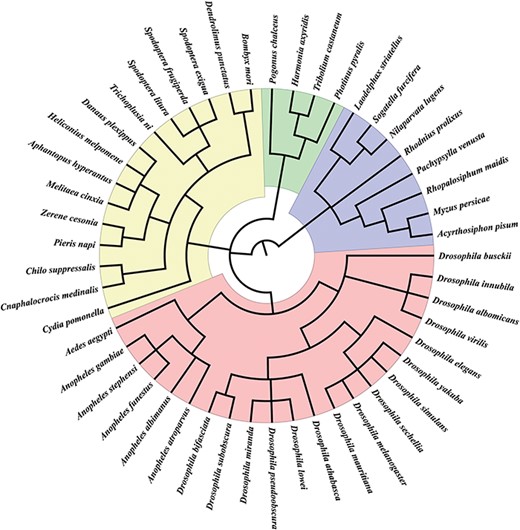 Insect species in InSexBase. InSexBase contains 49 insect species from 28 genera belonging to four orders.