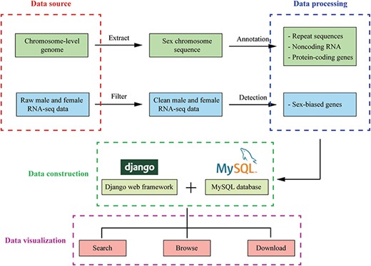 The overview of InSexBase. Genomes and sex-related RNA-seq data were collected from public databases. Sex chromosome sequences were extracted from those genome data. Repeat sequences, non-coding RNAs and protein-coding genes were annotated from sex chromosome. Sex-biased genes were detected from male and female RNA-seq clean data. Finally, these data were deposited in InSexBase built with Django 3.0.5 web framework and all data were stored in a MySQL 5.7.17 database. Users can use browse, search and download functions to explore the database.