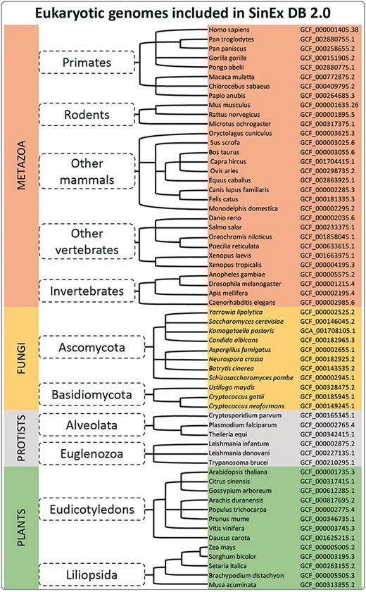 A simplified cladogram of genome assemblies downloaded from NCBI database. The updated SinEx DB 2.0 has increased the number of genomes interrogated from 10 to 60 and has expanded the phylogenetic representation from only mammals to incorporate other eukaryotes including fungi, protists and terrestrial plants.