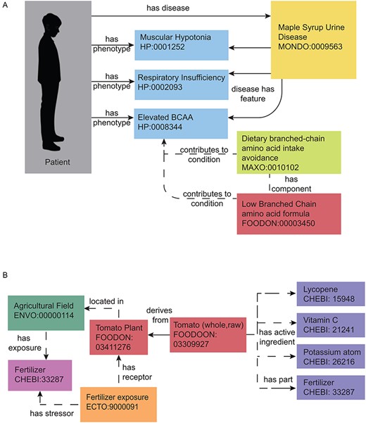 Representing nutrition using ontologies. Nutrition representation in current ontologies and databases is not yet sufficient to meet the needs of the nutri-informatics research community, yet some meaningful relationships can still be identified within the current landscape. Currently defined relationships can be seen with solid arrows and proposed modeling relationships can be seen in dashed arrows. (A) MSUD. This rare metabolic disease can be annotated with related phenotypes, nutritional recommendations and medical foods using interoperable biomedical ontology terms. These present and proposed relationships can be used to facilitate disease and therapeutic intervention identification with a set of patient phenotypes. (B) Farm to Fork with a Tomato. The process of growing a tomato can also be annotated by its exposures and nutrient content. Present and proposed relationships can connect fertilizer application at the field, to the food produced, to its nutrient and potential chemical content.