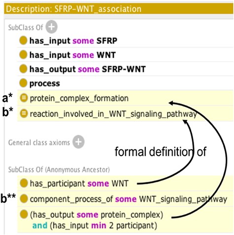 Example of automatic reasoning with Protégé. Asserted axioms are shown in uncolored lines and inferred axioms are highlighted in yellow. Following automatic reasoning, SFRP-WNT heterodimer association is classified as subclass of the ‘protein complex formation’ (a*) and ‘reaction involved in WNT signaling pathway’ classes (b*), thus it inherits the component_process_of ‘WNT_signaling pathway’ property (b**).