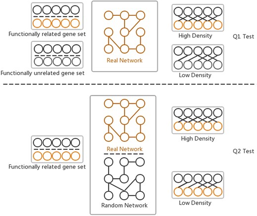 Two hypotheses of GSLA used to ensure that the identified significant functional associations between two gene sets are biologically meaningful. Q1 tests whether the density of functional associations between two biologically meaningful gene sets is higher than that of random gene pairs. Q2 tests whether the strong functional associations observed between two gene sets can be observed only from the biologically correct network rather than from any random interactomes.