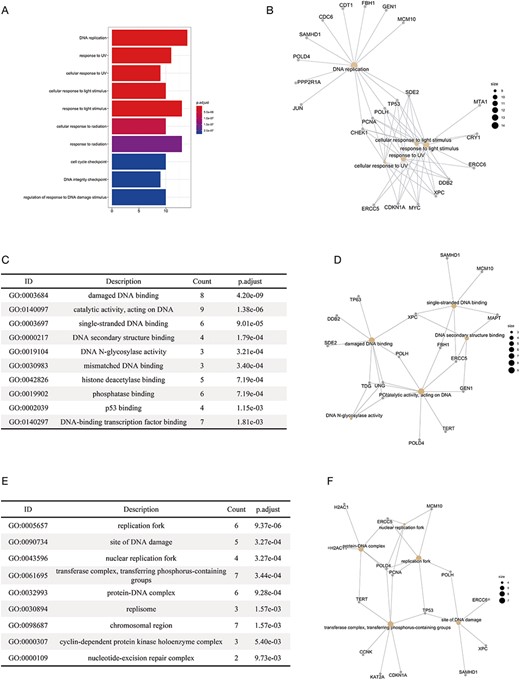 The results of the functional enrichment analyses on the substrates of DCX E3 ligases. (A) The bar chart shows the enriched biological processes of the substrates of DCX E3s. (B) The network between the substrates of DCX E3s and the enriched biological processes. The yellow circles represent the functional terms, while the gray circles represent the substrates. The size of the yellow circles indicates the number of substrates associated with that functional term. (C) The bar chart illustrates the enriched molecular functions of the substrates of DCX E3s. (D) The network between the substrates of DCX E3s and the enriched molecular functions. (E) The enriched cellular compartments of the substrates of DCX E3s are listed. (F) The network between the substrates of DCX E3s and enriched cellular compartments.