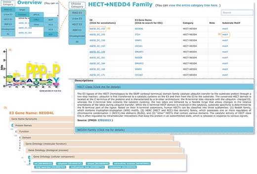 The second service for browsing the data of E3 classification.