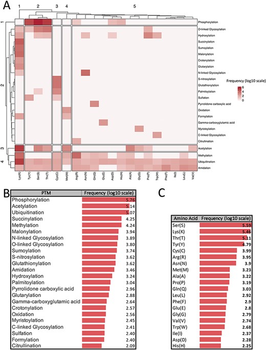 Summarized information of major PTMs (24 PTMs with more than 80 experimentally verified reported modified sites) according to the dbPTM databank (October 2020). All frequencies are shown in log scale. (A) Clustergram indicating the frequency of each PTM on different amino acids. (B) Frequency of major PTMs. (C) Frequency of each amino acid that was reported as a modified site.