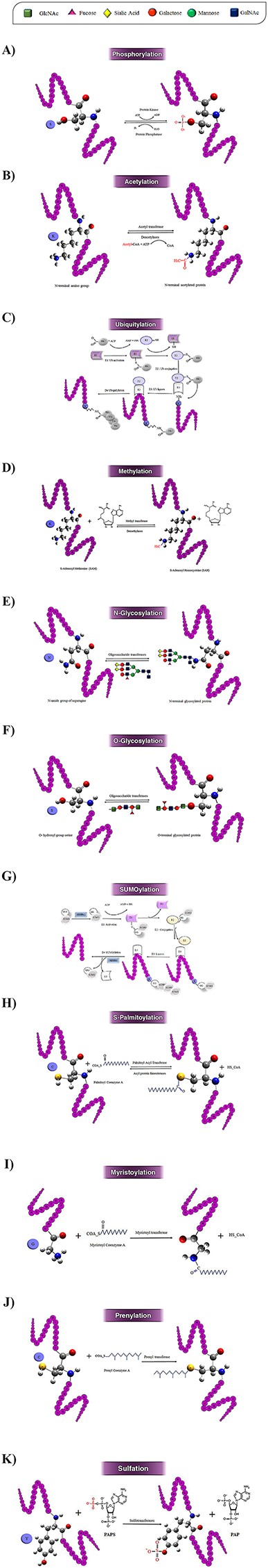 Schematic illustration of the 10 most studied PTMs including Phosphorylation (A), Acetylation (B), Ubiquitylation (C), Methylation (D), N-glycosylation (E), O-glycosylation (F), SUMOylation (G), S-palmitoylation (H), N-myristoylation (I), Prenylation (J), and Sulfation (k).