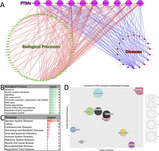 Involvement of PTMs in diseases and biological processes. (A). Tripartite network of PTM involvement in diseases and biological processes for the 10 major PTMs. (B) The degree of the biological processes with degree ≥3 in the tripartite network. (C) The degree of the diseases with degree ≥2 in the tripartite network. (D) Involvement of PTMs in disease and biological processes.