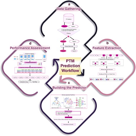 A schematic flowchart to show how a predictor works for PTM prediction. (A) Data collection and dataset creation. (B) Feature selection. (C) Creating training and testing models. (D) Evaluation of the performance of the models.