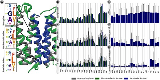 Panel of selected structural and physicochemical properties of MPs and their interactions. (A)—residue distribution of the translocator membrane protein (PDBid: 4UC1) from Rhodobacter sphaeroides (61). Amino acids are coloured according to the protein region within which they are embedded: grey—non-surface residues; green—non-interfacial surface residues; blue—interfacial surface residues. (B)—residue composition of the database. The correction factor described in section “Data treatment” of Material and methods was not applied here. (C)—normalized evolutionary conservation scores. (D)—normalized B-factor scores. (E)—normalized relASA. (F)—normalized intermolecular contacts at 4 Å. (G)—normalized hydrophobic contacts.