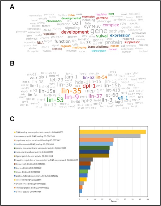 Use cases of Wormicloud in mining complex data from literature and its analysis. (A) keyword cloud obtained by entering the keywords ‘lin-9’ and ‘lin-35’ in the Wormicloud search interface. Color highlighted entities show the biological function of lin-9 and lin-35. (B) Gene name cloud for ‘lin-9’ and ‘lin-35’ captures all the essential components in the DREAM complex, which are highlighted in color. (C) Gene ontology enrichment analysis of all genes obtained from the gene name word cloud in Figure 7B recapitulates the major information captured in Figure 7A. (Note that we have manually grayed out terms from Figure 7A and B to highlight the importance of some of the remaining terms in color and to improve readability, but since Wormicloud does not have a measure of ‘biological relevance’ of terms the results in the word clouds generated by the tool are all in color.)