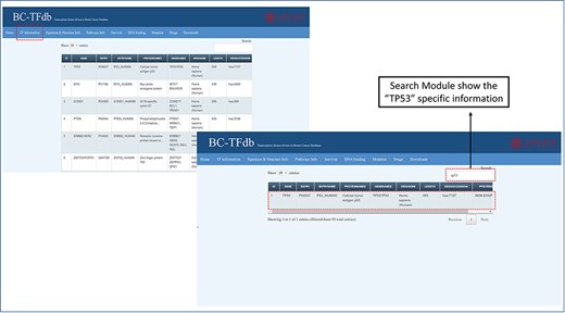 Representative image of the basic information tab showing details about TFs from the dataset of the cohort study. The bottom panel shows the search module implemented in the database to obtain specific information.